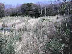 緑ガ丘町の写真