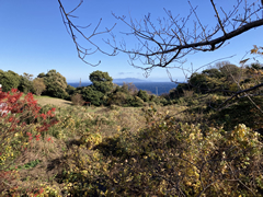 河津町 見高の物件写真(A)